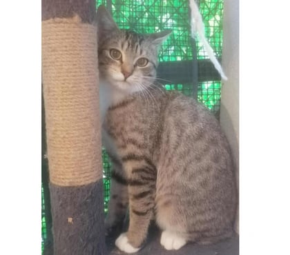 Don animaux Carcassonne Carcassonne - Photos Vivastreet Alsan chaton adorable 4 mois a adopter