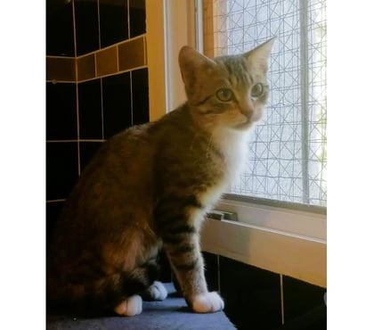 Don animaux Carcassonne Carcassonne - Photos Vivastreet Alsan chaton adorable 3 mois a adopter