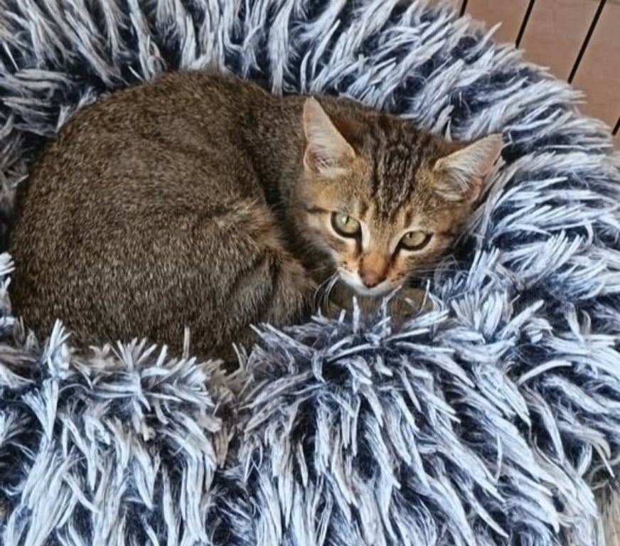 Don animaux Drôme St Restitut - 26130 - Photos Vivastreet Chat AZRAEL à l adoption