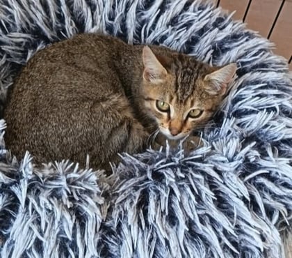 Don animaux St Restitut Drôme - Photos Vivastreet Chat AZRAEL à l adoption