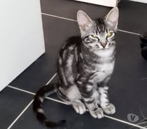 Chat GRIBOUILLE à l adoption