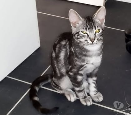 Adoption animaux St Romans Isère - Photos Vivastreet Chat GRIBOUILLE à l adoption