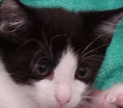 Don animaux Valence Drôme - Photos Vivastreet Chat ALISTONE à l adoption