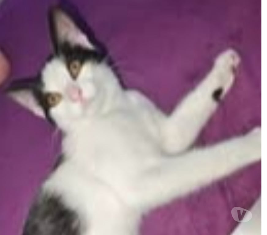 Don animaux Ardèche St Romain de Lerps - 07130 - Photos Vivastreet Chat PEPPER à l adoption