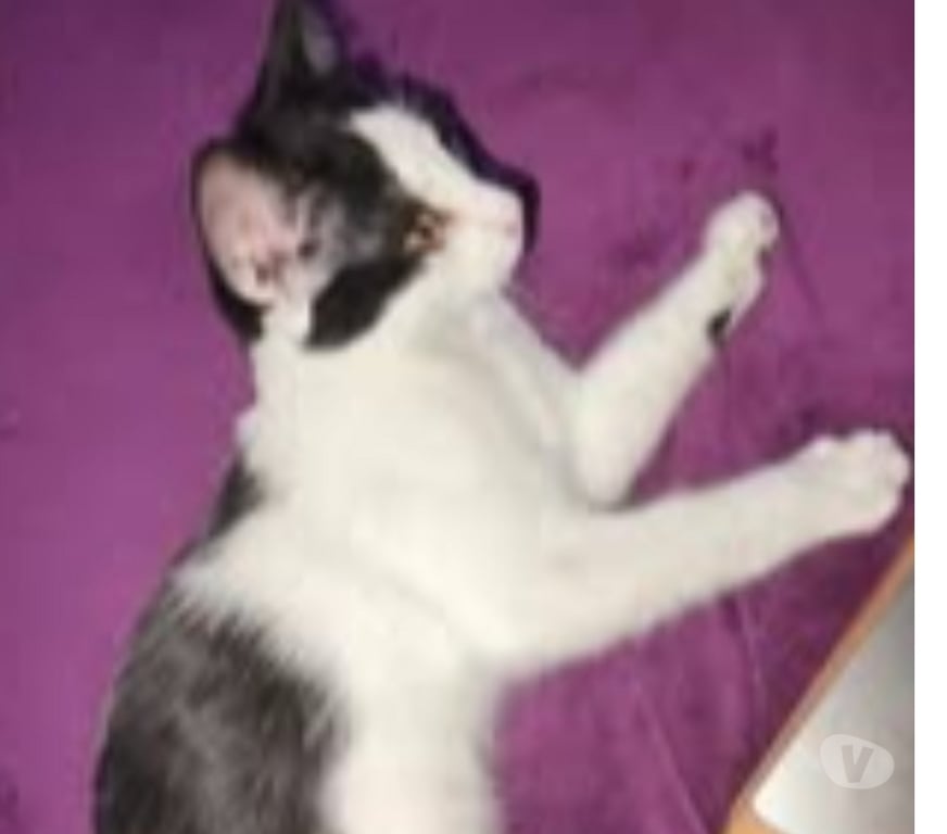 Don animaux Ardèche St Romain de Lerps - 07130 - Photos Vivastreet Chat PEPPER à l adoption