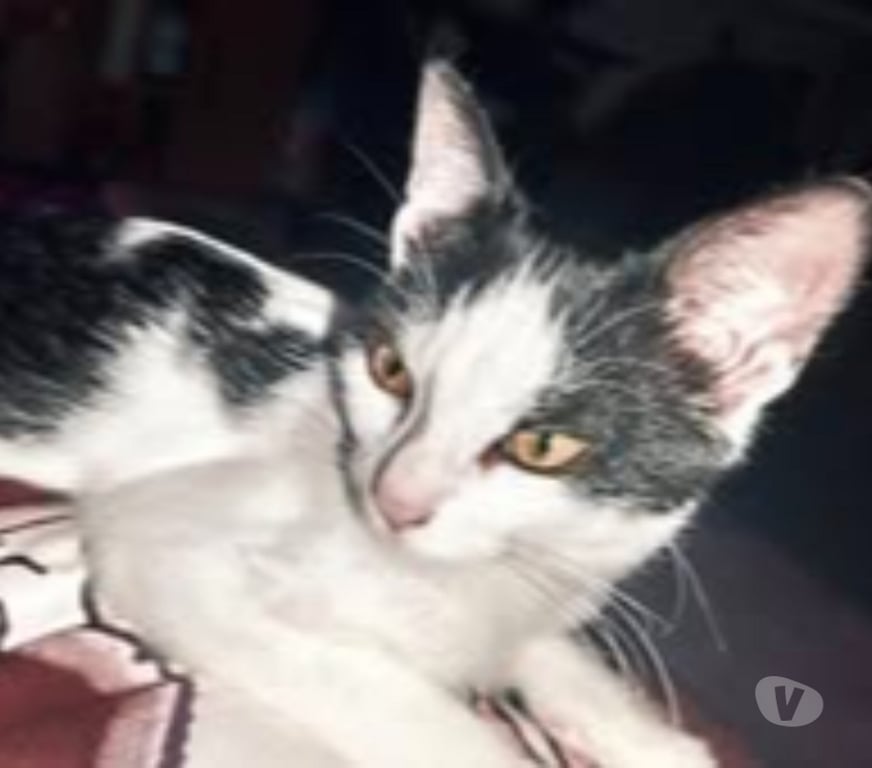 Don animaux Ardèche St Romain de Lerps - 07130 - Photos Vivastreet Chat PEPPER à l adoption