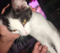 Chat PEPPER à l adoption