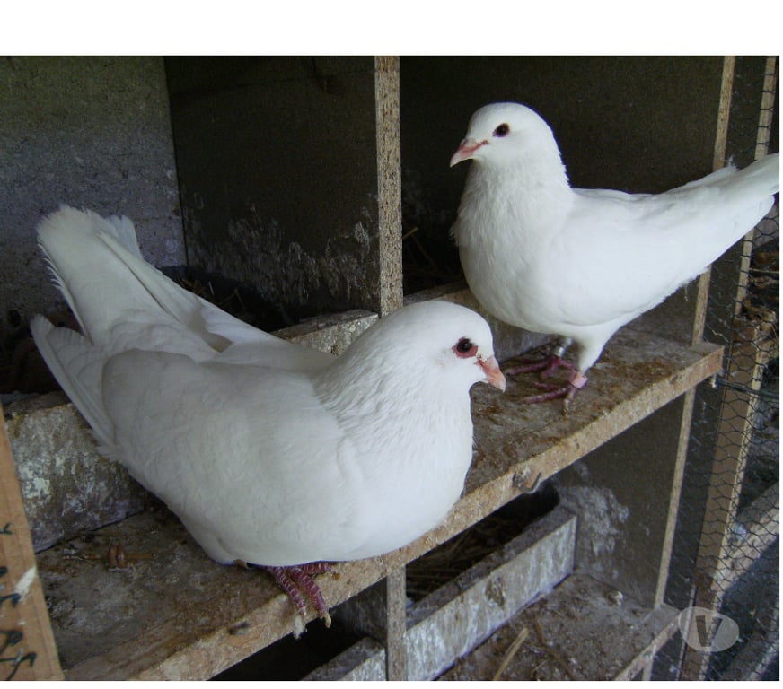Vente Seine-et-Marne Bagneaux sur Loing - 77167 - Photos Vivastreet Pigeons reproducteurs hubbell blanc