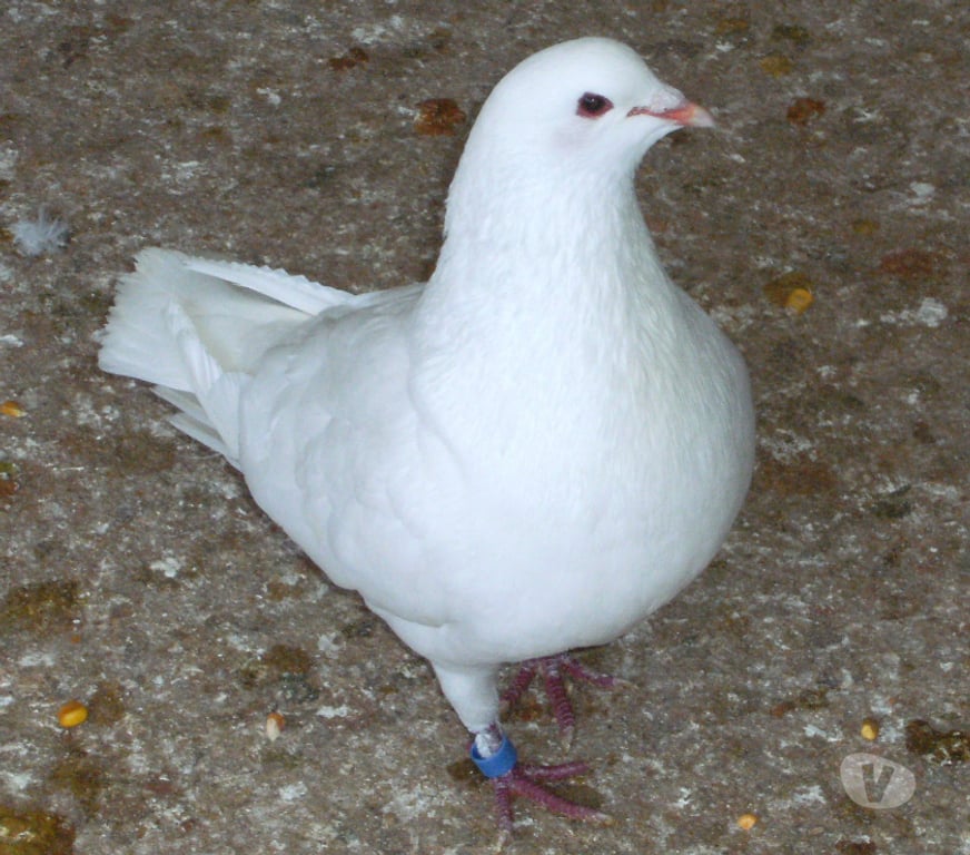 Vente Seine-et-Marne Bagneaux sur Loing - 77167 - Photos Vivastreet Pigeons reproducteurs hubbell blanc