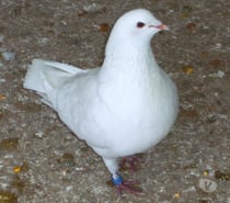 Pigeons reproducteurs hubbell blanc