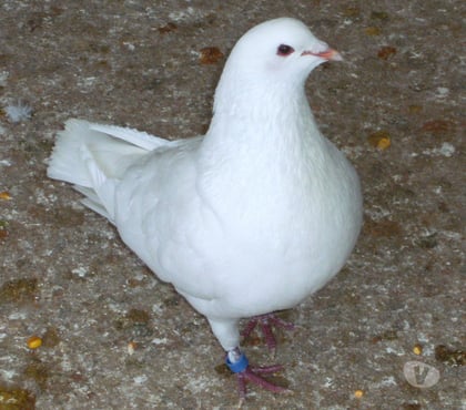 Vente animaux Bagneaux sur Loing Seine-et-Marne - Photos Vivastreet Pigeons reproducteurs hubbell blanc