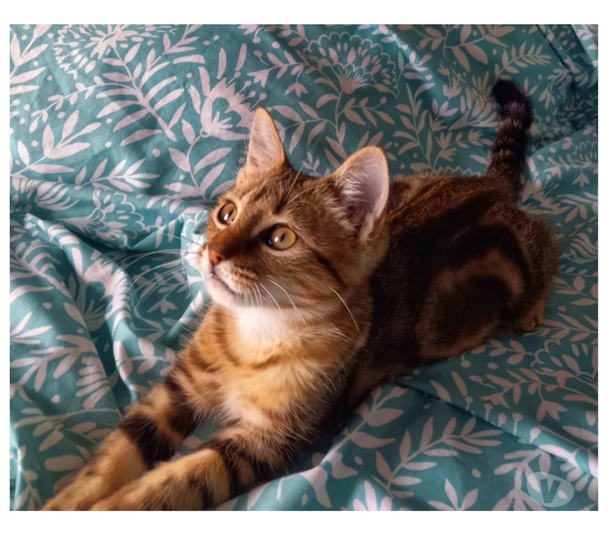 Don animaux Rhône Lyon - Photos Vivastreet AUSTIN, chaton câlin et joueur