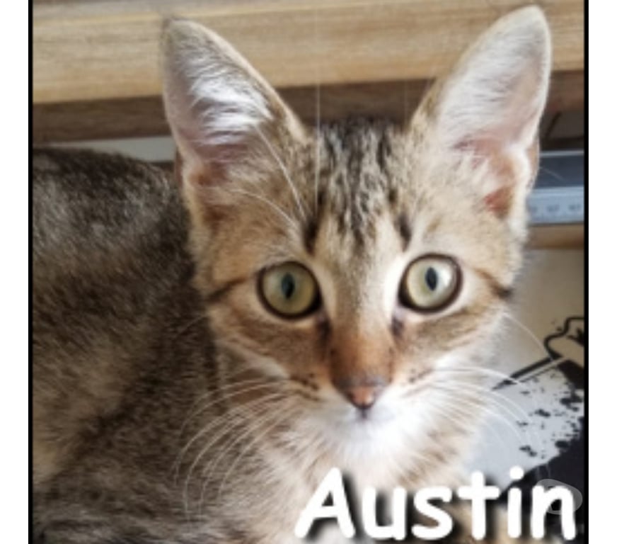 Don animaux Rhône Lyon - Photos Vivastreet AUSTIN, chaton câlin et joueur
