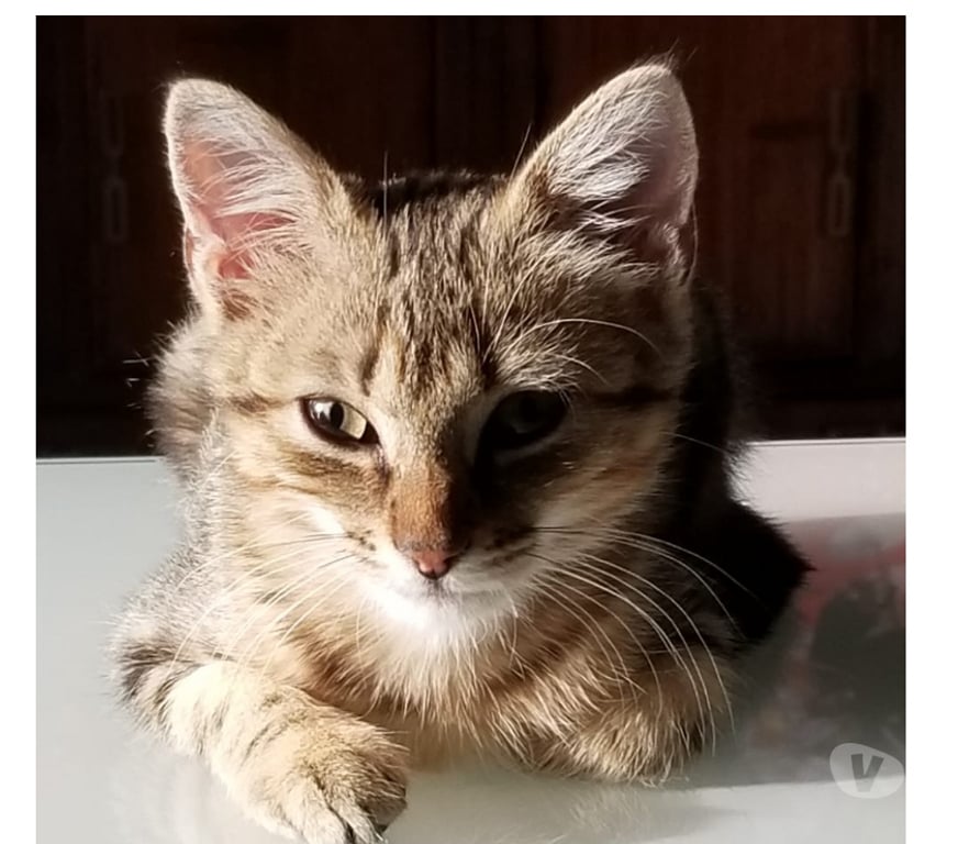 Don animaux Rhône Lyon - Photos Vivastreet AUSTIN, chaton câlin et joueur
