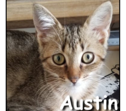 Adoption animaux Lyon Lyon - Photos Vivastreet AUSTIN, chaton câlin et joueur