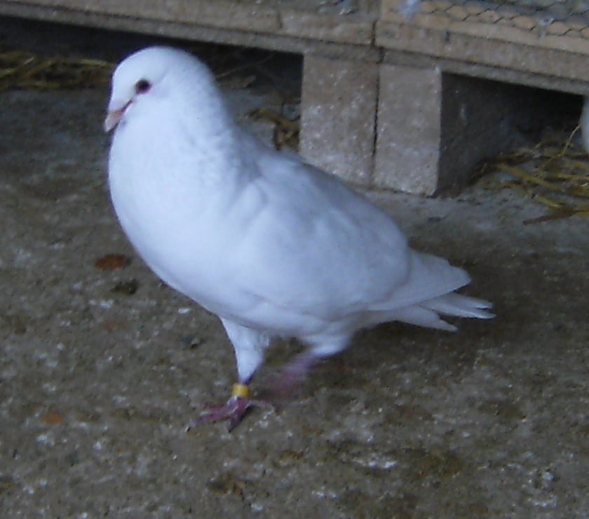 Vente Seine-et-Marne Bagneaux sur Loing - 77167 - Photos Vivastreet Pigeons de chair