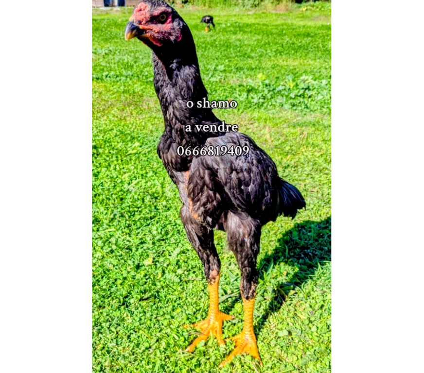 Vente Gironde Libourne - 33500 - Photos Vivastreet Coq grand shamo