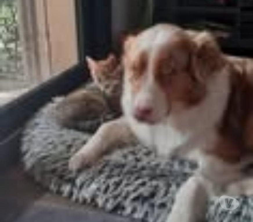 Don animaux Drôme Chantemerle les Bles - 26600 - Photos Vivastreet Chat ANIA à l adoption