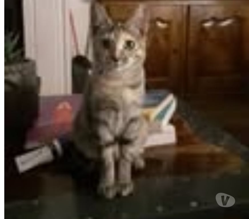 Don animaux Drôme Chantemerle les Bles - 26600 - Photos Vivastreet Chat ANIA à l adoption