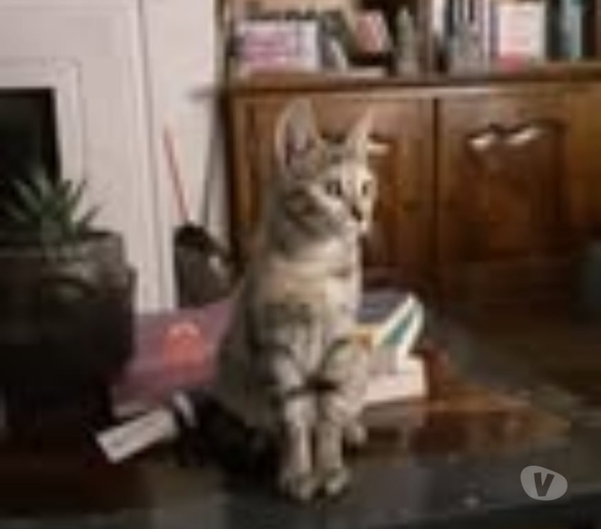 Don animaux Drôme Chantemerle les Bles - 26600 - Photos Vivastreet Chat ANIA à l adoption