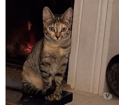 Don Chantemerle les Bles Drôme - Photos Vivastreet Chat ANIA à l adoption