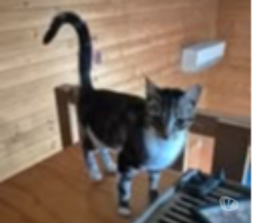 Don animaux Drôme Montchenu - 26350 - Photos Vivastreet Chat PERLE à l adoption