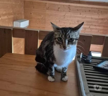 Don animaux Montchenu Drôme - Photos Vivastreet Chat PERLE à l adoption