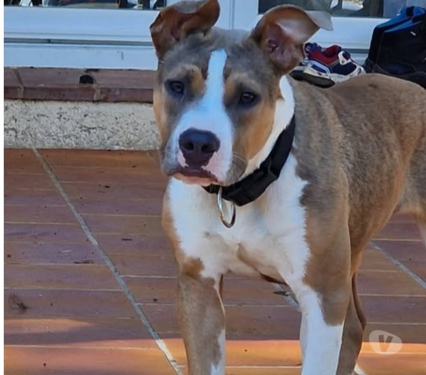 Don animaux Var Ampus - 83111 - Photos Vivastreet Chien ALYBI à l adoption