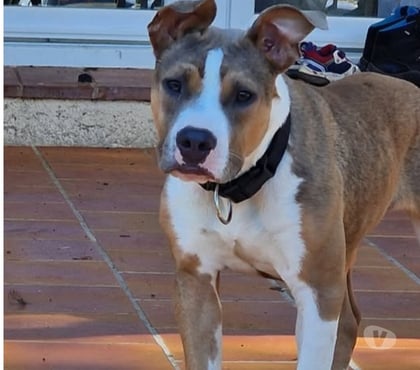 Don Ampus Var - Photos Vivastreet Chien ALYBI à l adoption