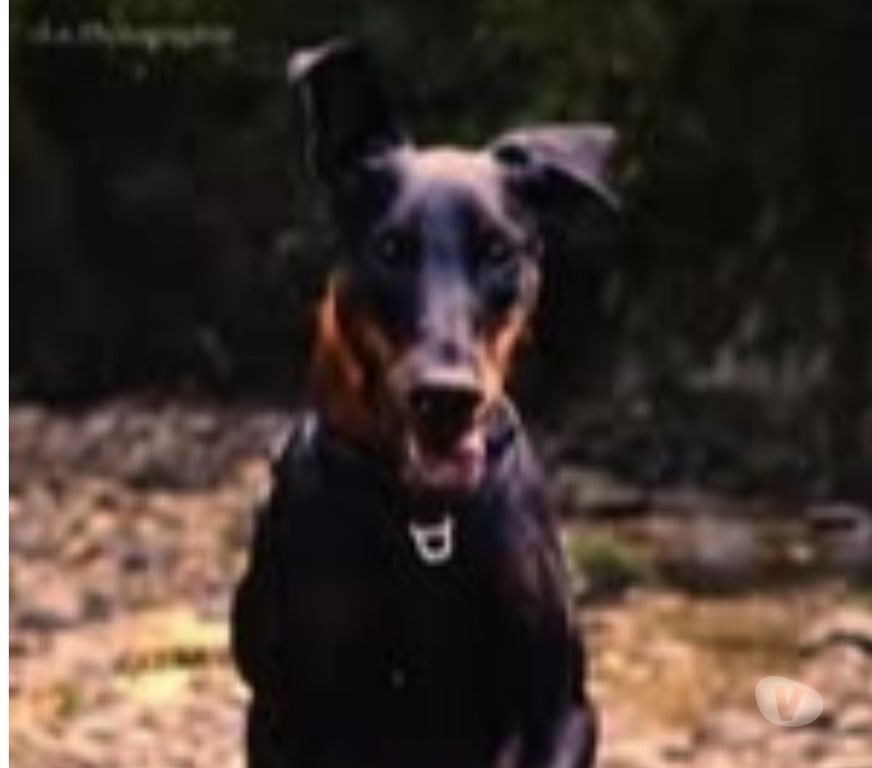 Don animaux Rhône Neuville sur Saone - 69250 - Photos Vivastreet Chien LAYA à l adoption