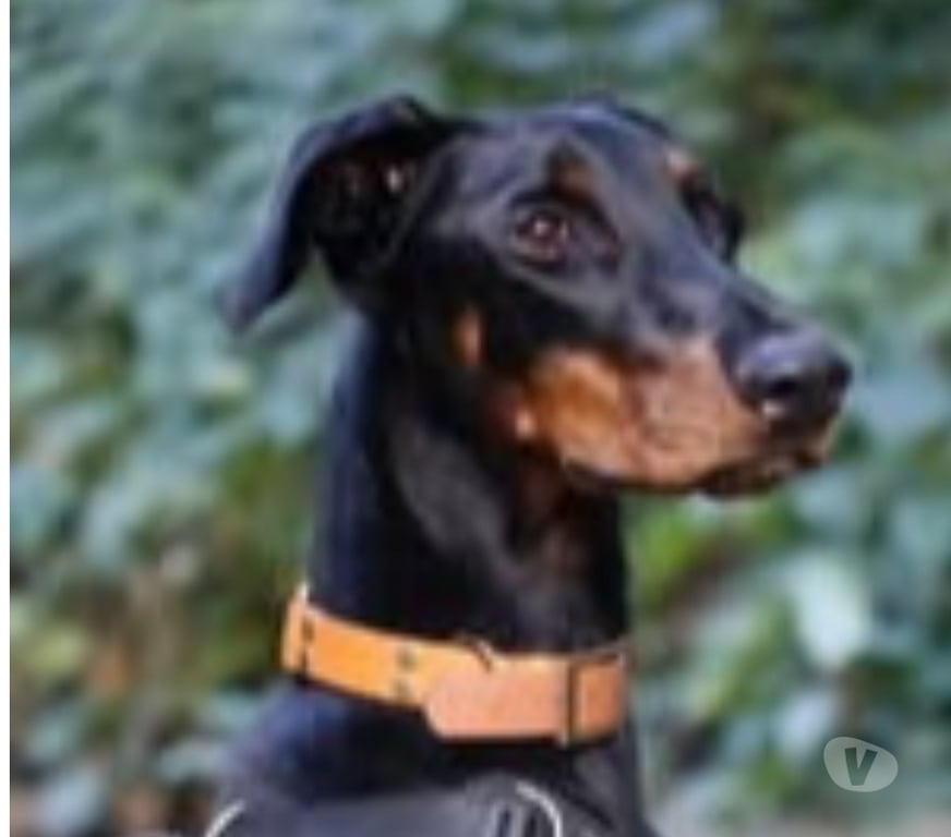 Don animaux Rhône Neuville sur Saone - 69250 - Photos Vivastreet Chien LAYA à l adoption