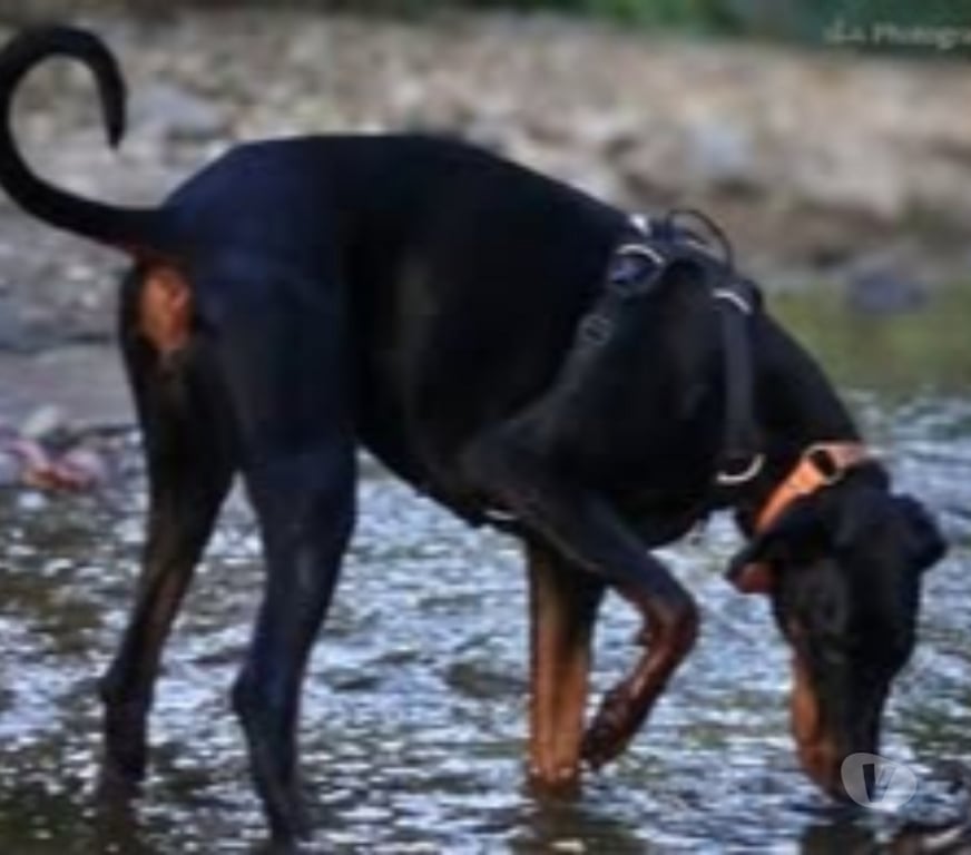 Don animaux Rhône Neuville sur Saone - 69250 - Photos Vivastreet Chien LAYA à l adoption