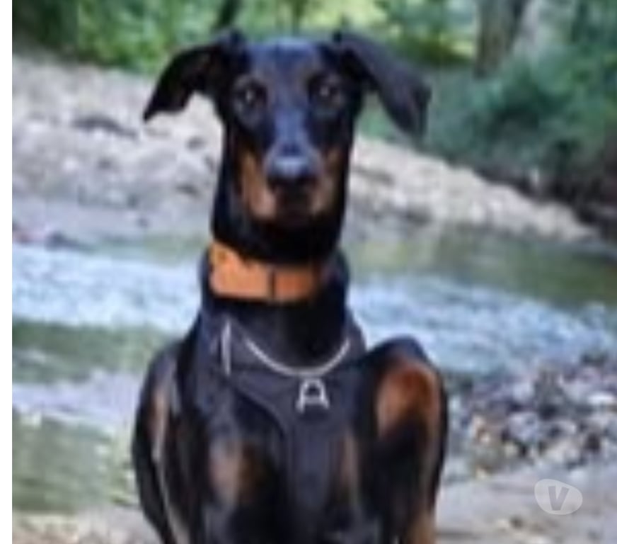 Don animaux Rhône Neuville sur Saone - 69250 - Photos Vivastreet Chien LAYA à l adoption