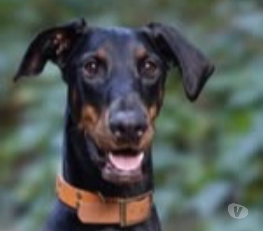 Don animaux Rhône Neuville sur Saone - 69250 - Photos Vivastreet Chien LAYA à l adoption