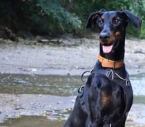 Chien LAYA à l adoption