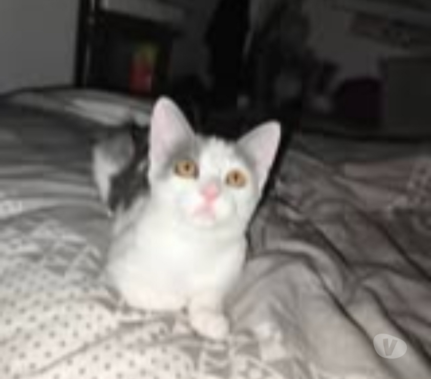 Don animaux Ardèche St Romain de Lerps - 07130 - Photos Vivastreet Chat FUDJI à l adoption