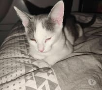 Chat FUDJI à l adoption