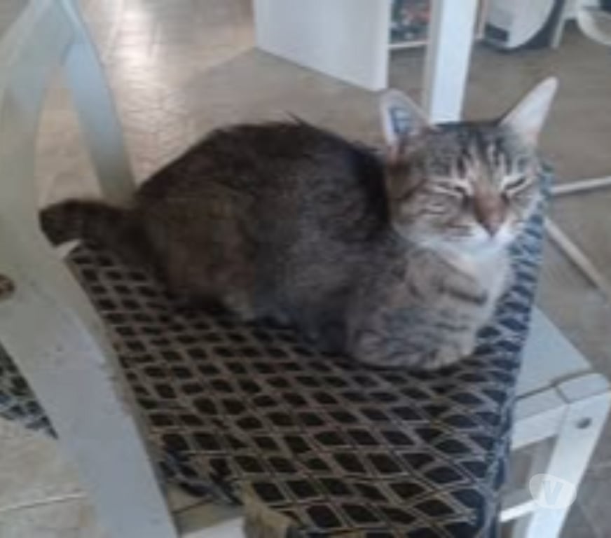 Don animaux Drôme Montelier - Photos Vivastreet Chat VOLTE à l adoption