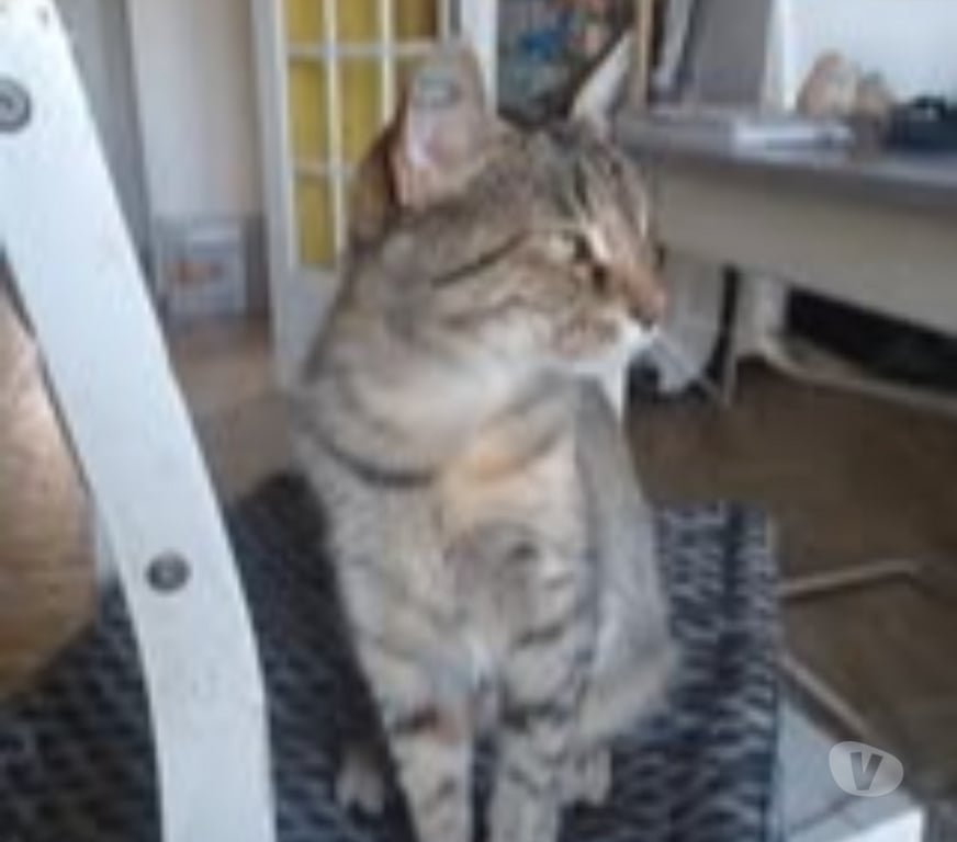 Don animaux Drôme Montelier - Photos Vivastreet Chat VOLTE à l adoption