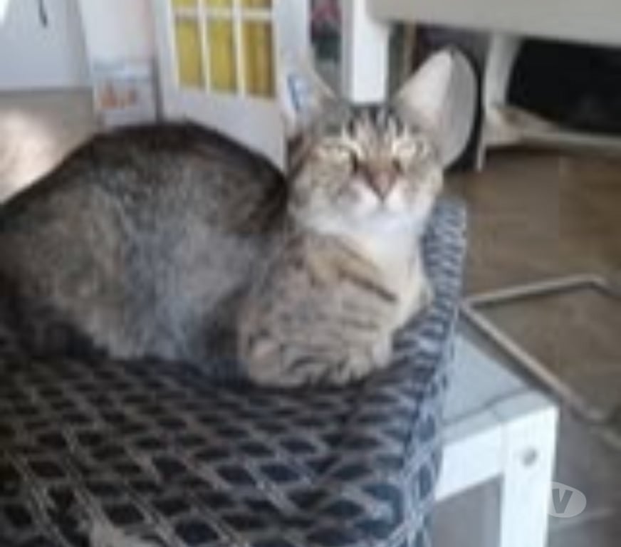 Don animaux Drôme Montelier - Photos Vivastreet Chat VOLTE à l adoption