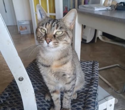 Don animaux Montelier Montelier - Photos Vivastreet Chat VOLTE à l adoption