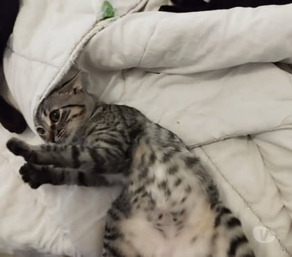 Don animaux St Romans Isère - Photos Vivastreet Chat OSIRIS à l adoption