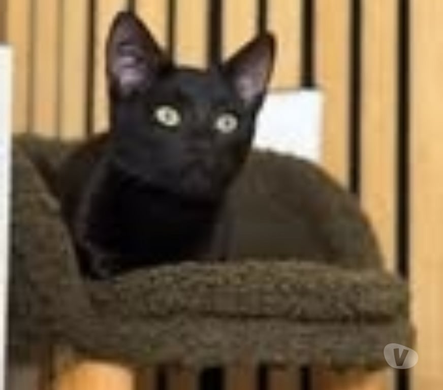 Don animaux Drôme Montelimar - 26200 - Photos Vivastreet Chat BACCHUS à l adoption