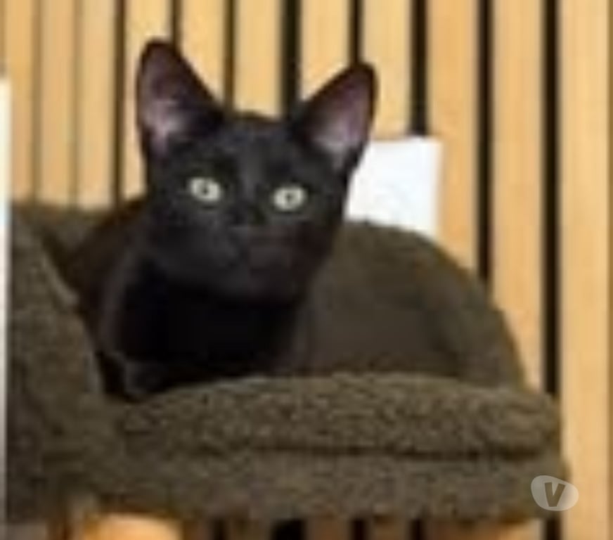 Don animaux Drôme Montelimar - 26200 - Photos Vivastreet Chat BACCHUS à l adoption