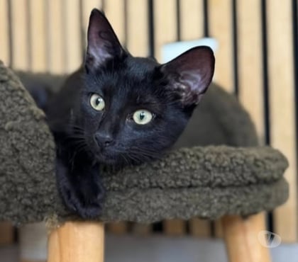 Adoption animaux Montelimar Drôme - Photos Vivastreet Chat BACCHUS à l adoption