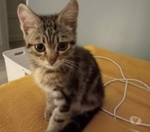 Chat COTON à l adoption