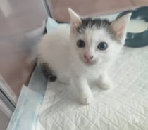 Chat CALINE à l adoption