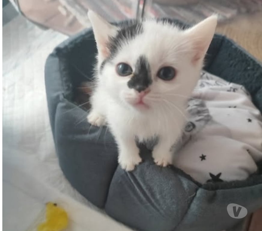 Don animaux Drôme Etoile sur Rhone - Photos Vivastreet Chat VIRGULE à la réservation