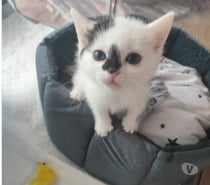 Chat VIRGULE à la réservation