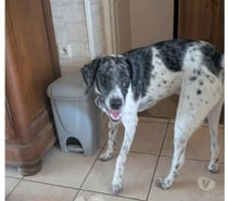 Chien LOUKI à l adoption